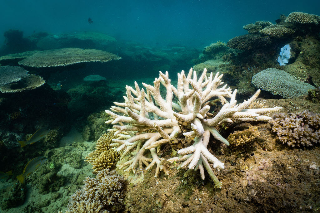 Bleaching in the Bundegi Reef in the Ningaloo Marine Park (Pic: Blue Media Exmouth)