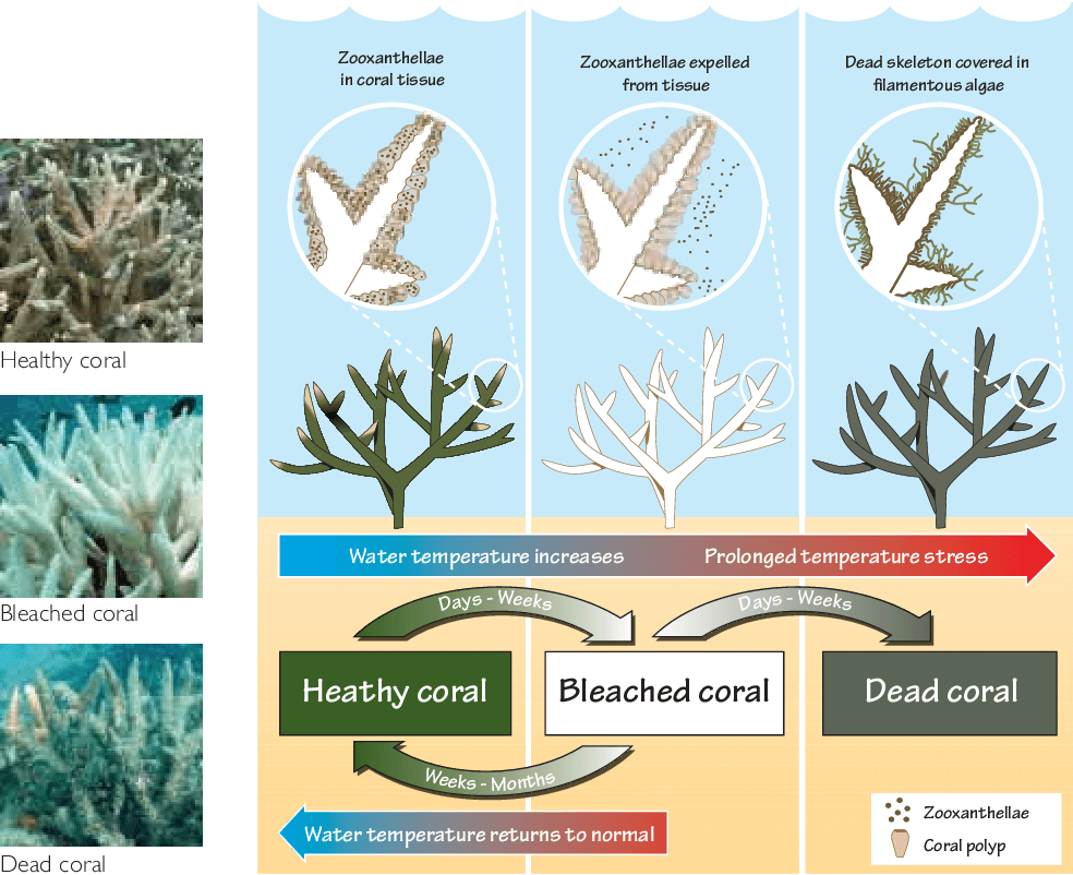 Image: Stages in mass coral bleaching (2)
