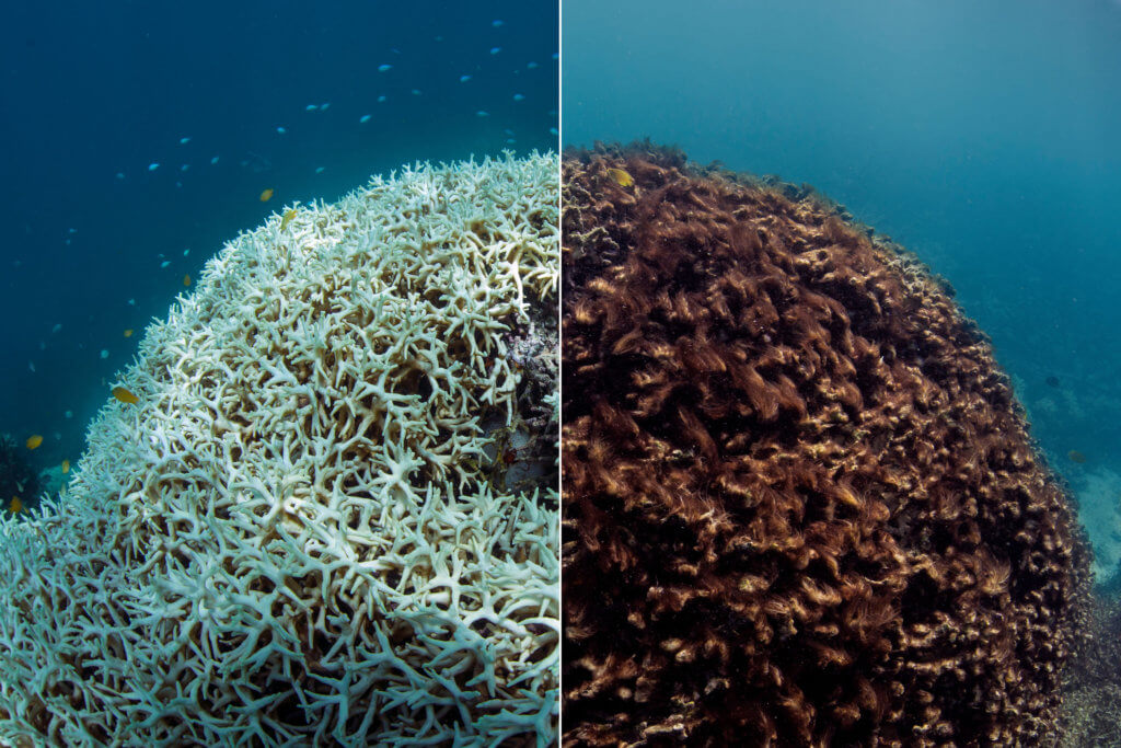 COMBINED BEFORE & AFTER LIZARD ISLAND CREDIT: THE OCEAN AGENCY