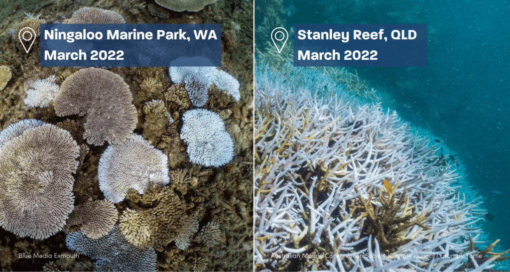 What is Coral Bleaching and What Causes It - Fight For Our Reef