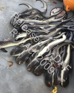Tiger shark pups from a pregnant female killed on shark control equipment. Image acquired via right to information