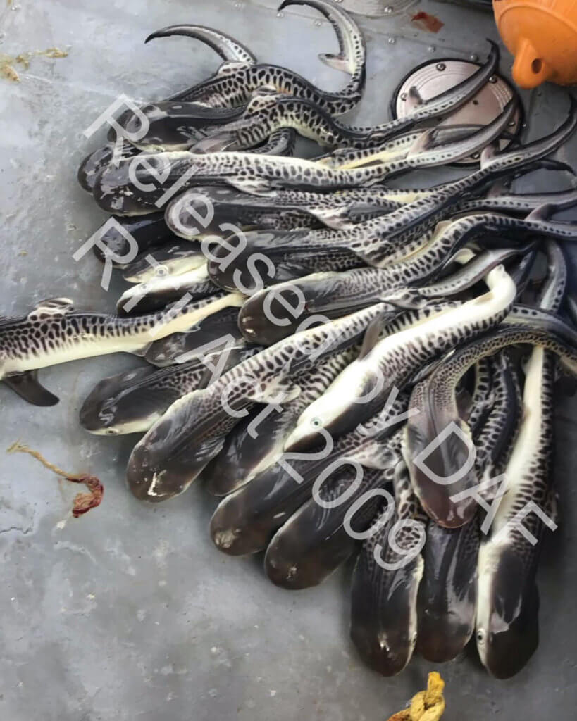 More protections for tiger sharks needed after new study indicates