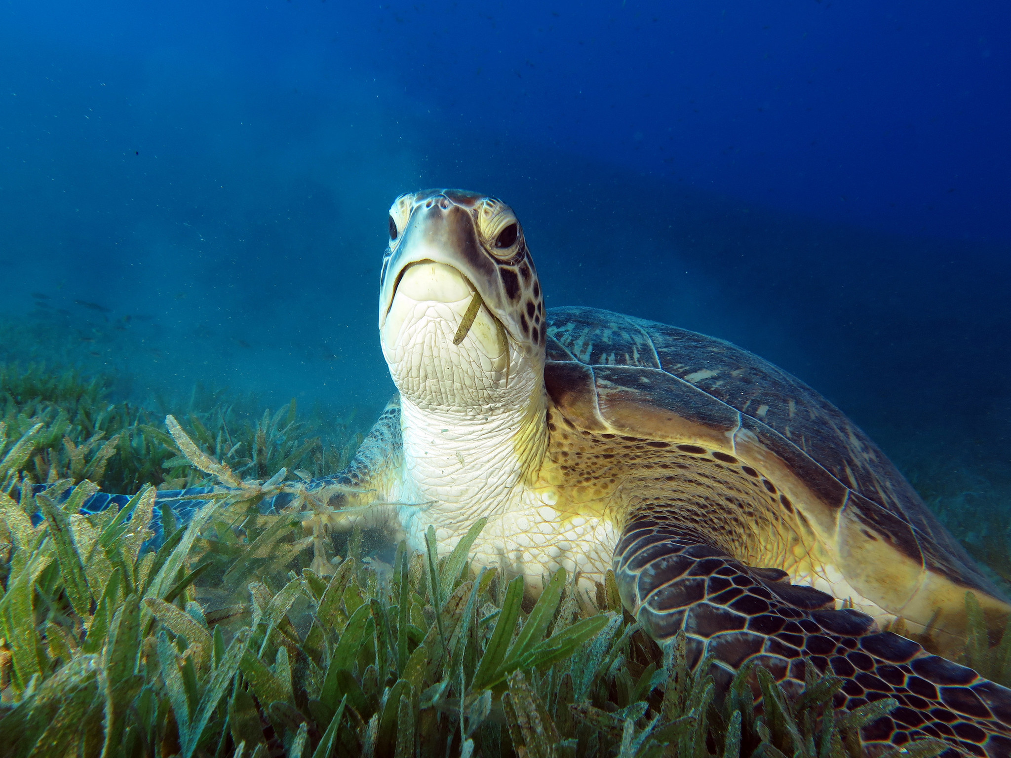 Today's NSW plastic ban will divert 2.7 billion plastic items from