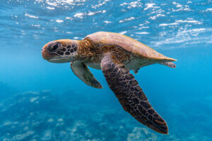 Green Turtle, Ningaloo Reef, WA Photographer: Lewis Burnett