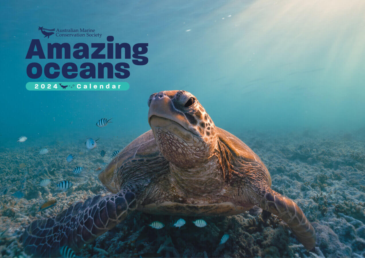 2024 Amazing Oceans Calendar Australian Marine Conservation Society