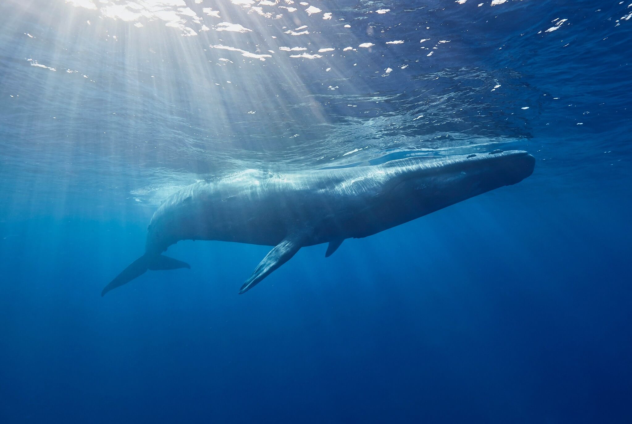 Image: blue whale (Balaenoptera musculus).