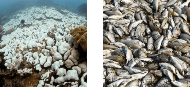 bleached coral, dead fish, marine heatwave impacts