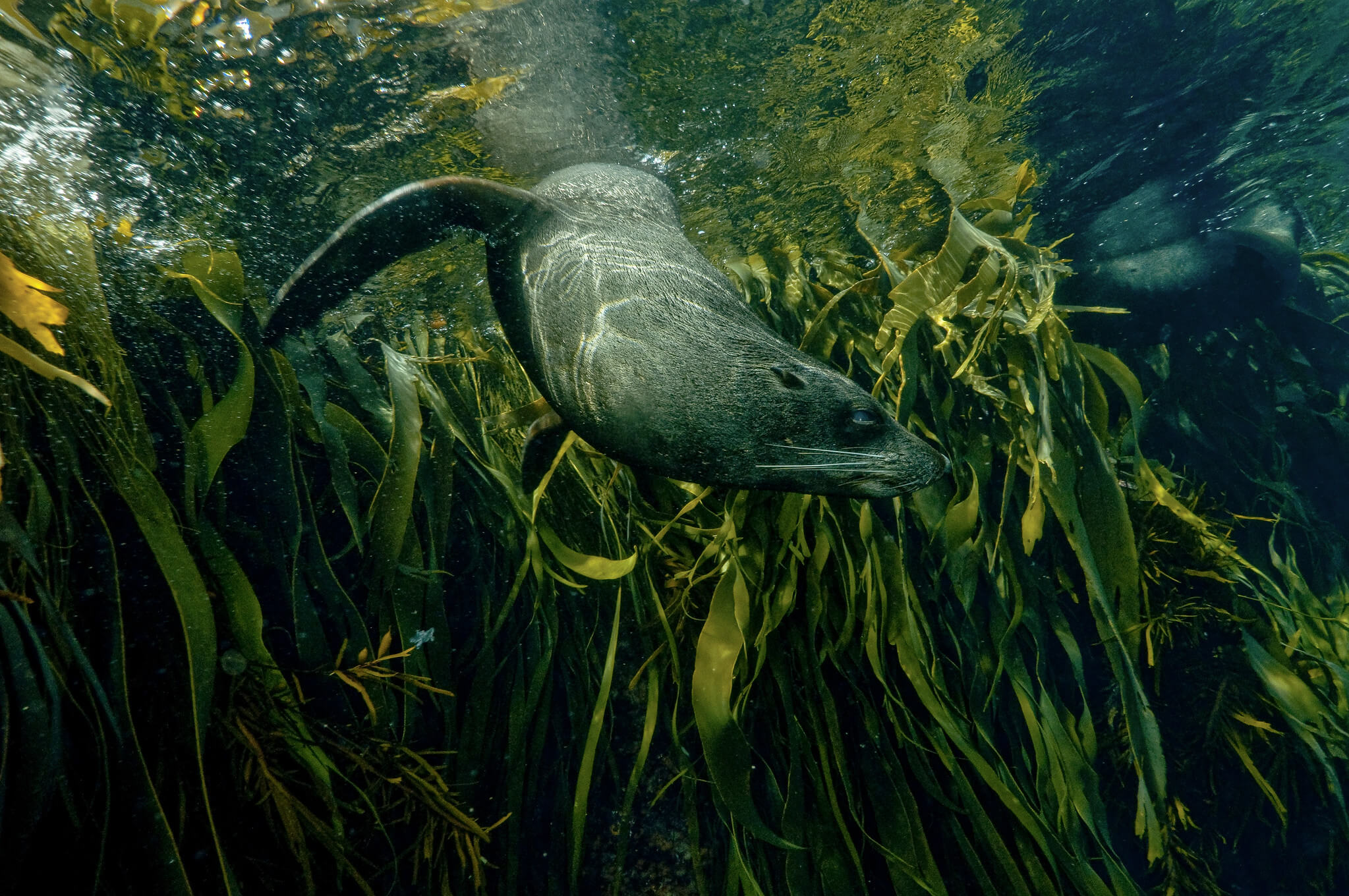 Sea lion in kept forest