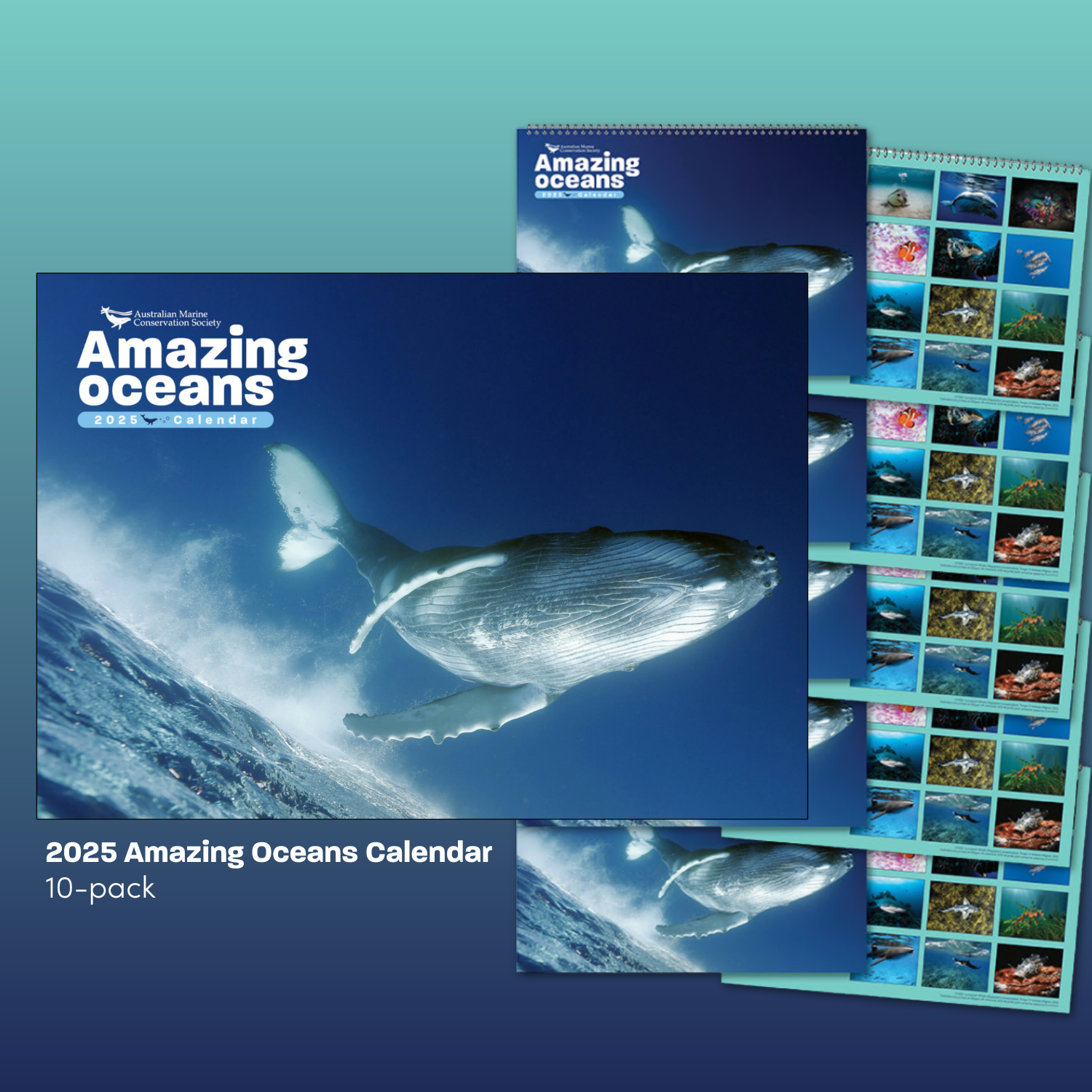2025 Amazing Oceans Calendar Australian Marine Conservation Society
