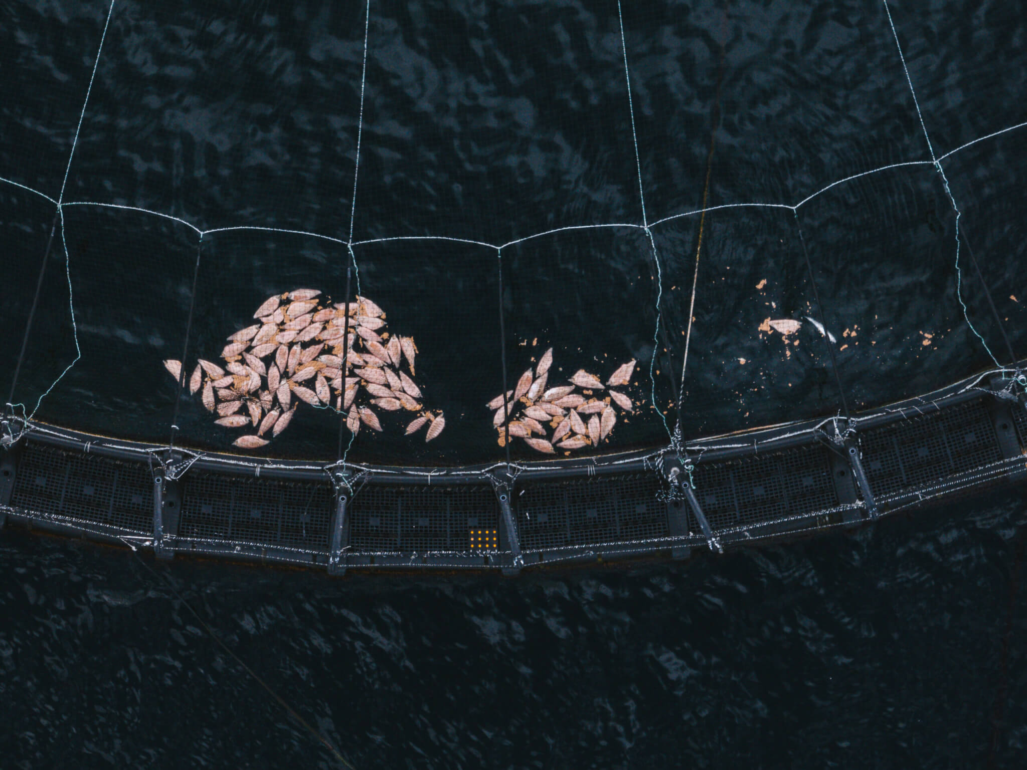Several dozen dead pink salmon float in a fish farm in Macquarie Harbour, Tasmania.