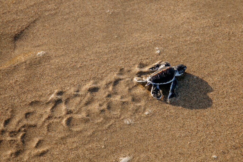 A small green sea turtle hatchling leaving tracks down the beach after hatching on the Great Barrier Reef, Queensland, Australia.