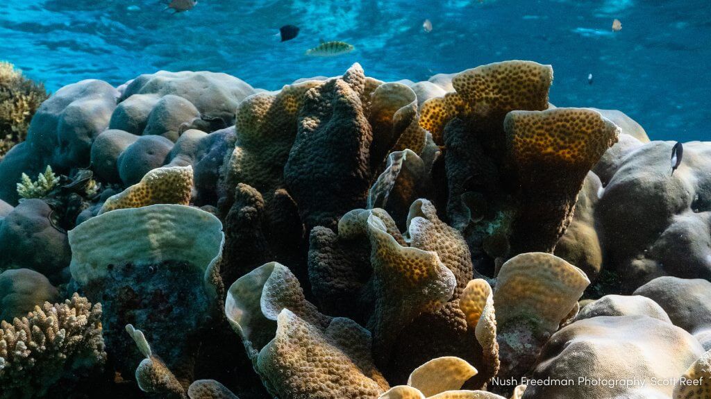 Nush Freedman Photography, Scott Reef