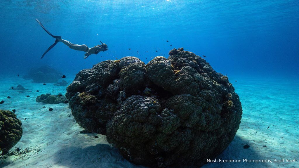 Nush Freedman Photography, Scott Reef
