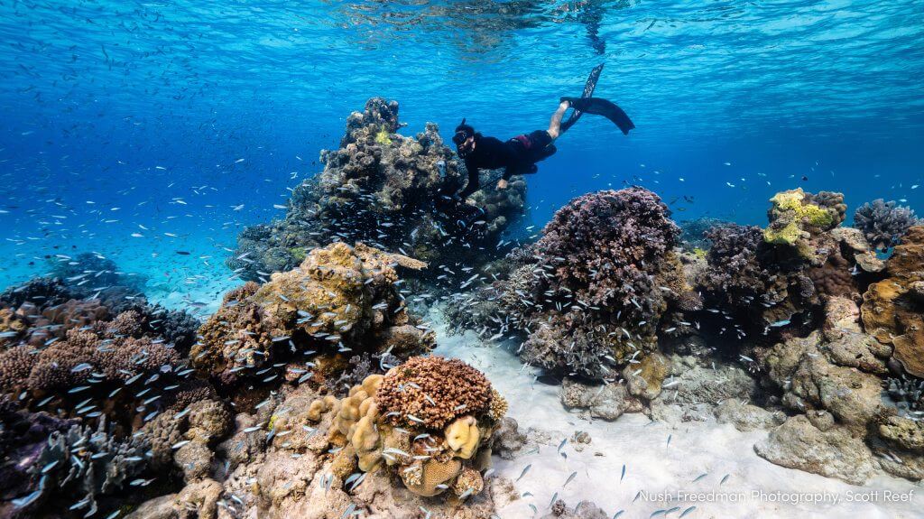 Nush Freedman Photography, Scott Reef
