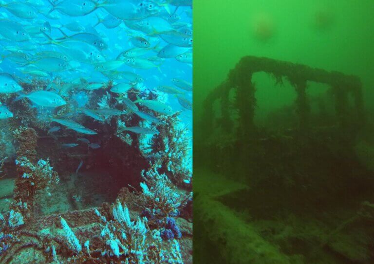 South Australia’s algal bloom crisis: a warning we can’t ignore ...
