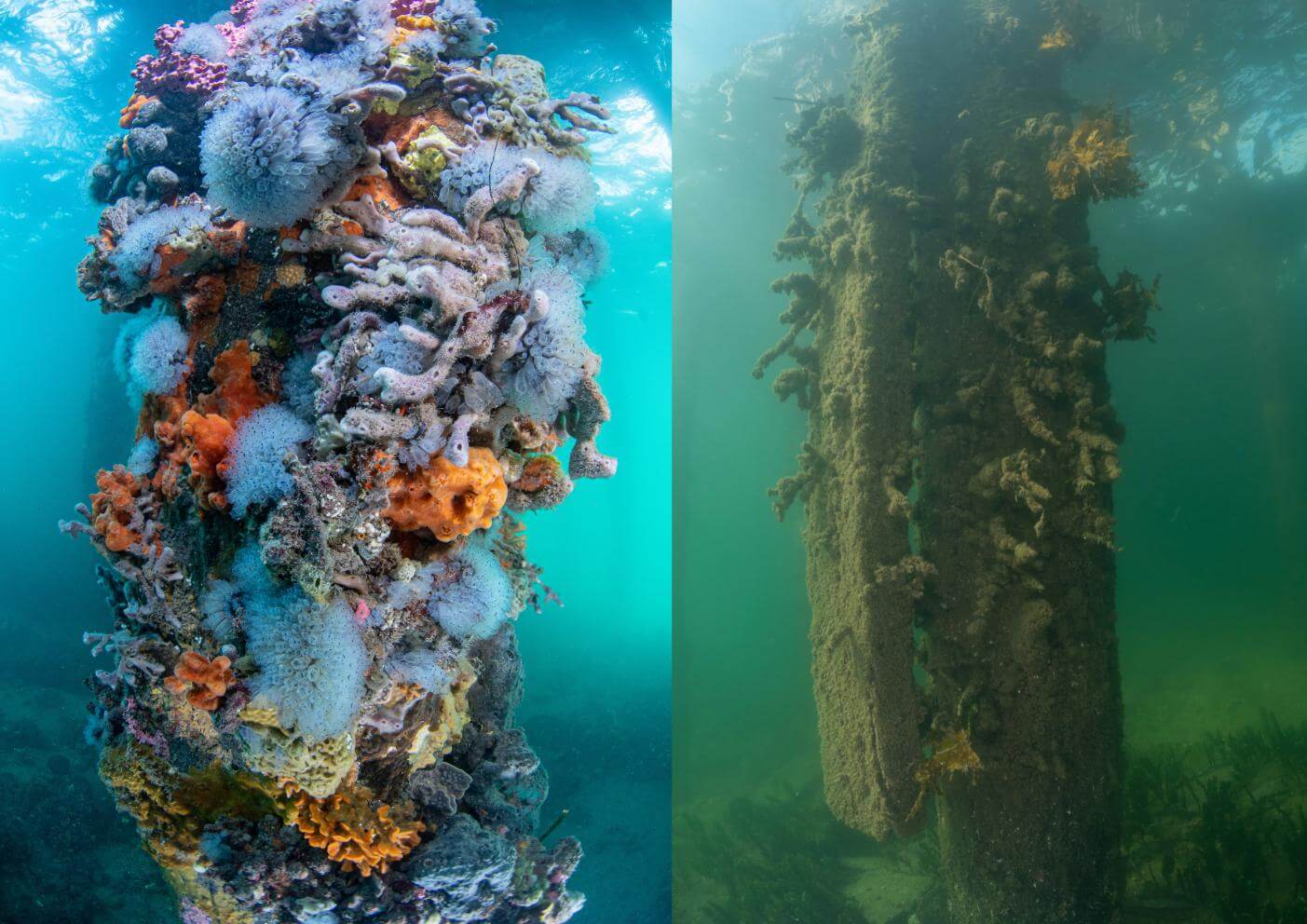 South Australia’s algal bloom 
