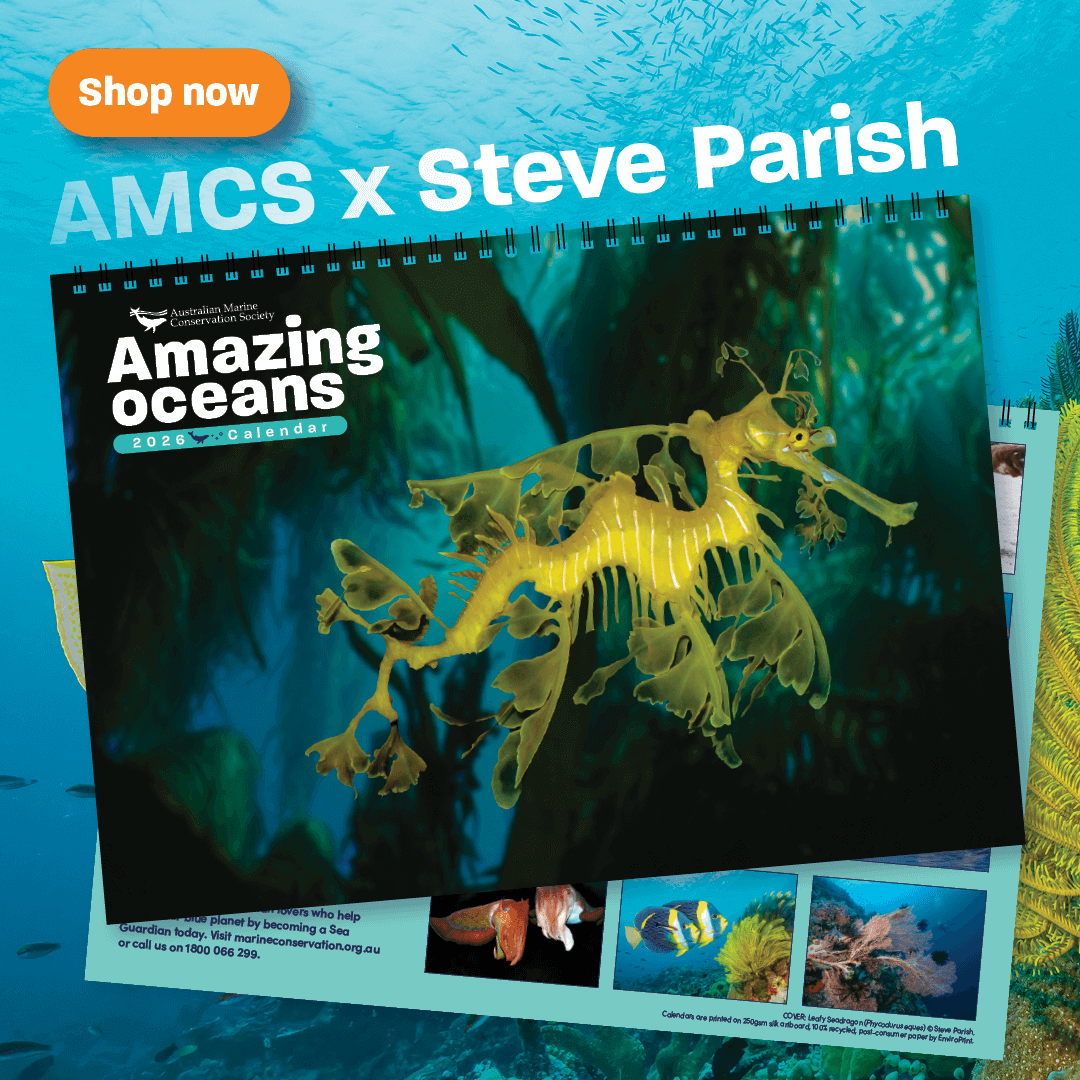 Amazing Oceans 2025 Calendar available now at the AMCS Shop