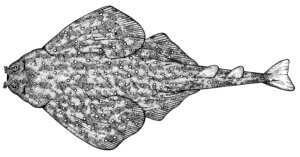 eastern angelshark