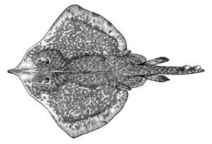 longnose skate