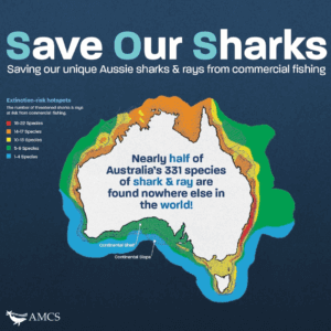 Save our sharks poster