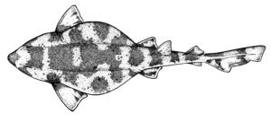 whitefin swellshark