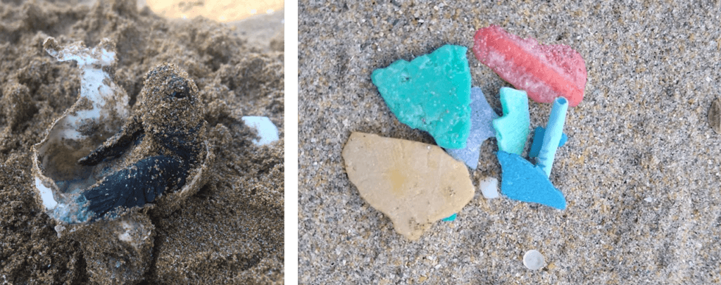 Turtles hatching amongst plastic pollution on a beach in Cyprus in 2016.